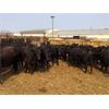 Image 1 : 25/75 Ranching - 827# Heifers - 43 Head (Pen 65)