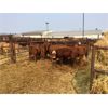 Image 1 : 25/75 Ranching - 762# Heifers - 9 Head (Pen 72F)