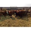 Image 1 : 25/75 Ranching - 820# Heifers - 24 Head (Pen 72B)
