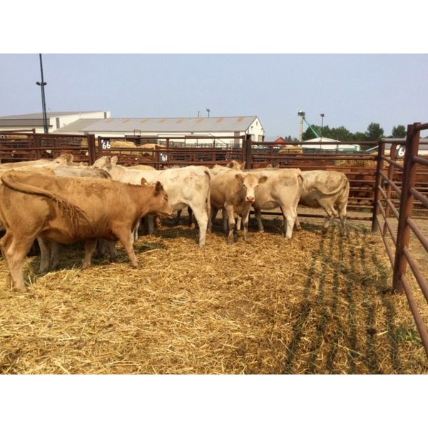 25/75 Ranching - 753# Heifers - 18 Head (Pen 66F)