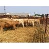 Image 1 : 25/75 Ranching - 753# Heifers - 18 Head (Pen 66F)