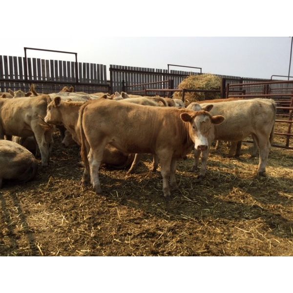 25/75 Ranching - 811# Heifers - 30 Head (Pen 66B)