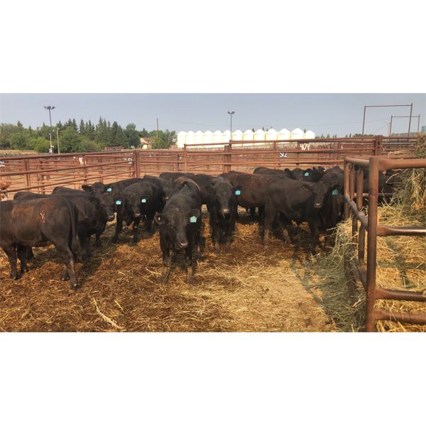 Goodbrand Land & Cattle Co. - 750# Steers - 89 Head (Pen 402)