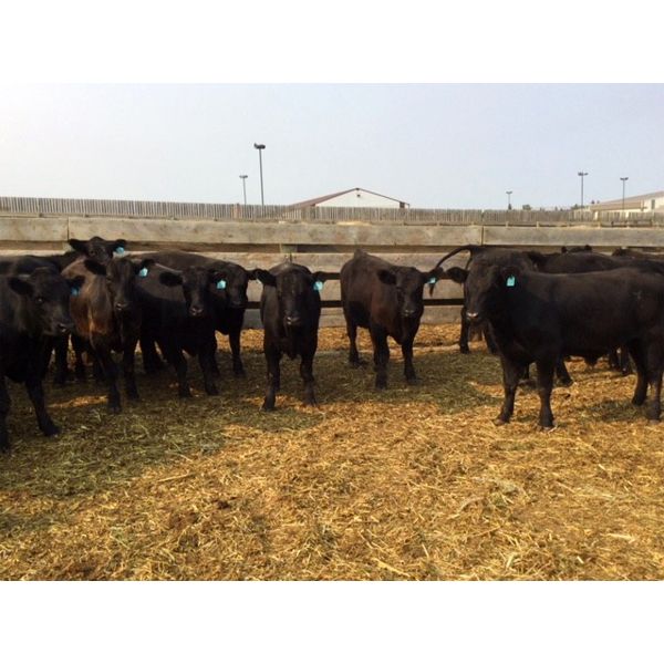 Goodbrand Land & Cattle Co.  - 808# Steers - 232 Head (Pen 24)