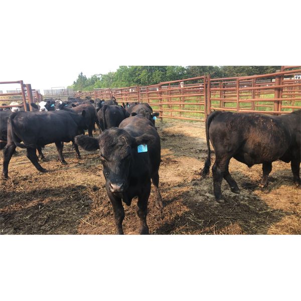 Goodbrand Land & Cattle Co. - 866# Steers - 243 Head (Pen 422)