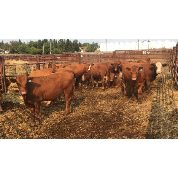 Goodbrand Land & Cattle Co. - 788# Steers - 84 Head (Pen 408)