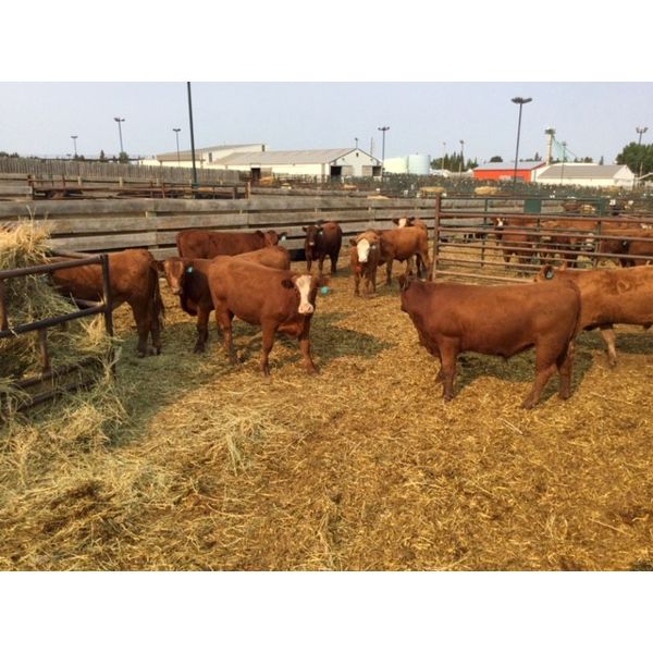 Goodbrand Land & Cattle Co.  - 847# Steers - 106 Head (Pen 23)