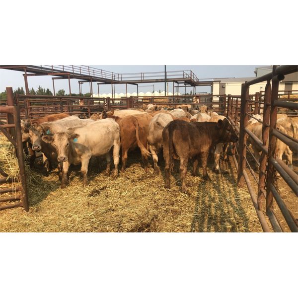 Goodbrand Land & Cattle Co. - 810# Steers - 22 Head (Pen 54)