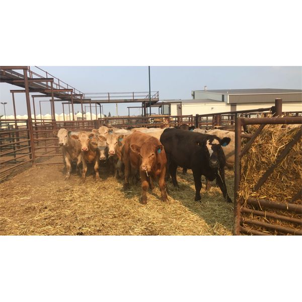 Goodbrand Land & Cattle Co. - 881# Steers - 19 Head (Pen 56) 