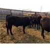 Image 1 : Tom & Lana Watt - 967# Steers - 8 Head (Pen 70B)