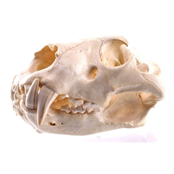 Professional Taxidermy African Male Lion Skull