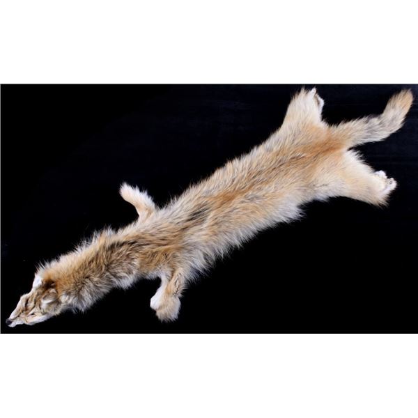 Montana Taxidermy Coyote Fur Pelt