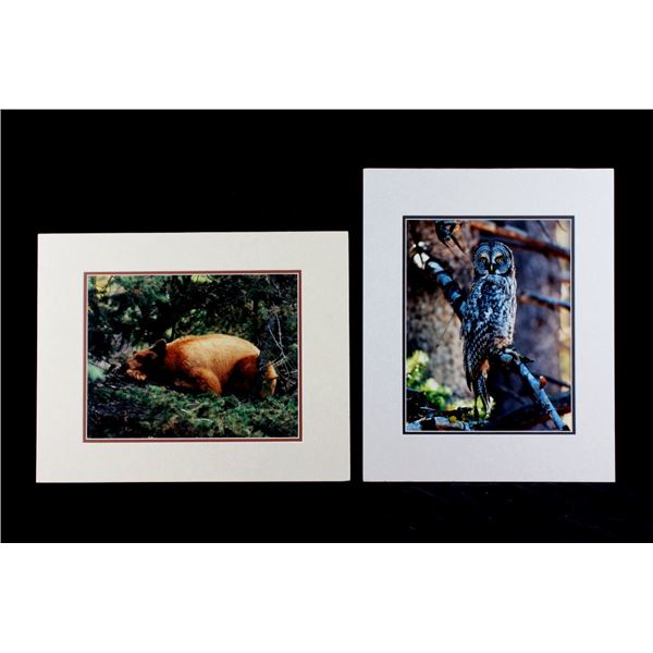 Priest, Bill Bear, Owl Matte Photo Collection