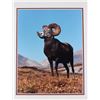 Image 7 : Priest, Bill Elk & Big Horn Sheep Matte Collection