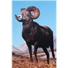 Image 9 : Priest, Bill Elk & Big Horn Sheep Matte Collection