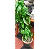 Image 1 : ARTIFICIAL FLOOR PLANT APPROX 51" TALL