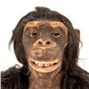 Image 2 : Sharper Image Wowee Alive Chimpanzee WW258