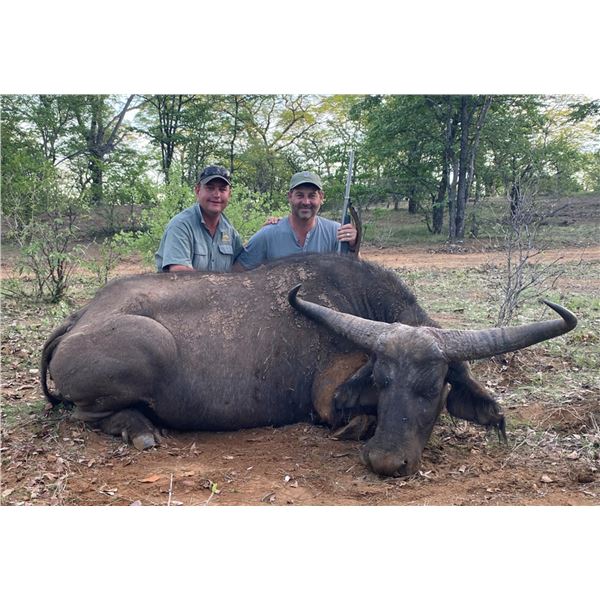 Seven-Day Hunt in Zimbabwe for Female Cape Buffalo