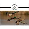 Image 1 : Flighted Mallard Hunt for Four Hunters and Lodging at Broomsedge Rod & Gun