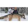 Image 1 : Ontario Trophy Wolf Hunt