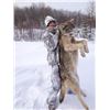 Image 4 : Ontario Trophy Wolf Hunt