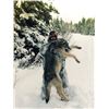 Image 5 : Ontario Trophy Wolf Hunt