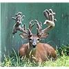 Image 7 : Illinois Dominant Bucks Whitetail Hunt