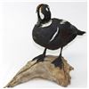 Image 1 : Harlequin Duck Mount