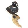 Image 2 : Harlequin Duck Mount