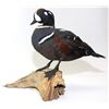 Image 6 : Harlequin Duck Mount