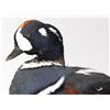 Image 7 : Harlequin Duck Mount