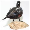 Image 8 : Harlequin Duck Mount