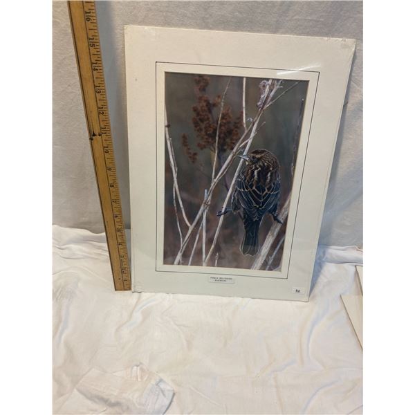 Red winged black bird Townsley