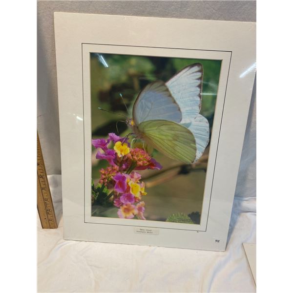 Great southern white  Townsley