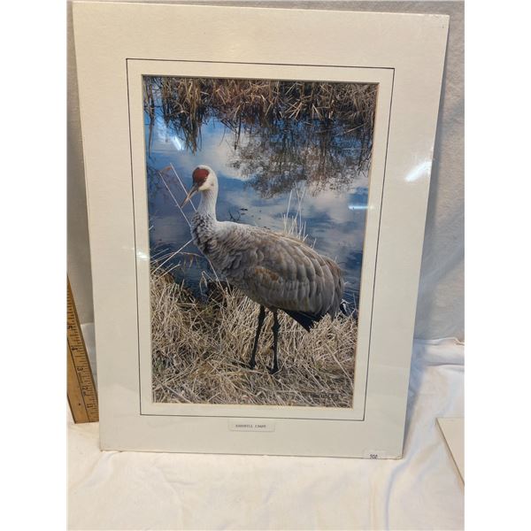 Sandhills crane Townsley