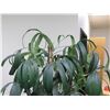 Image 2 : Tall Artificial Plant in Wicker Basket 75"H