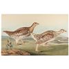 Image 2 : Audubon: Sharp-Tailed Grous Lithograph