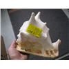 Image 1 : CONCH SHELL