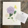 Image 3 : Limited Edition Print, Yellow Brimstone Butterfly, Hydragnea