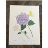 Image 4 : Limited Edition Print, Yellow Brimstone Butterfly, Hydragnea