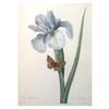 Image 1 : After Pierre-Jospeh Redoute, Floral Print, #60 Iris Xiphium ( Iris )