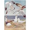 Image 1 : 1936 Pearson Birds, Gulls