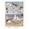 Image 2 : 1936 Pearson Birds, Gulls