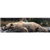 Image 4 : 8-Day Grizzly Hunt Donated by Mont Mahoney and Alaska Dall Sheep Guides, LLC