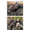 Image 5 : 8-Day Grizzly Hunt Donated by Mont Mahoney and Alaska Dall Sheep Guides, LLC