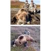 Image 6 : 8-Day Grizzly Hunt Donated by Mont Mahoney and Alaska Dall Sheep Guides, LLC