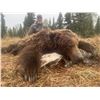 Image 3 : 7-Day Spring Baited Brown Bear Hunt in unit 15C w/ RWS Guide Service - Donated By Richard Stewart an