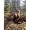 Image 4 : 7-Day Spring Baited Brown Bear Hunt in unit 15C w/ RWS Guide Service - Donated By Richard Stewart an