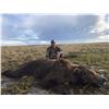 Image 4 : 10 Day Alaska Peninsula Brown Bear Hunt - Donated by Bruce Hallingsted and Becharof Lodge