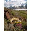 Image 2 : Wrangell/St Elias National Park 7 Day Mountain Goat Hunt - Donated by Paul